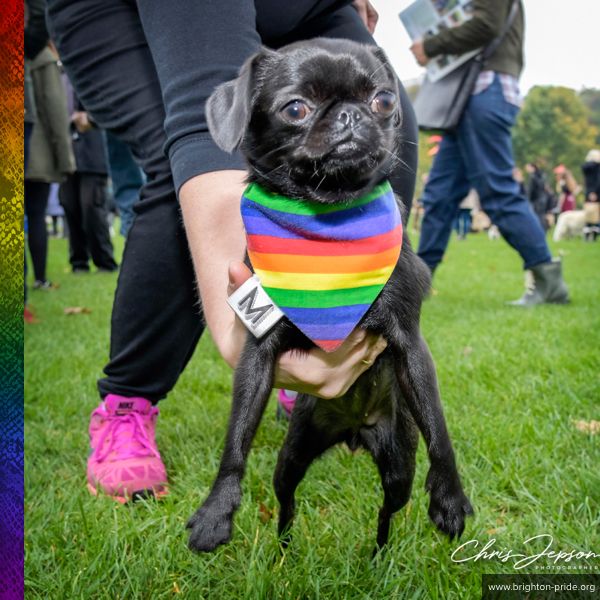 Pride Community Day & Dog Show